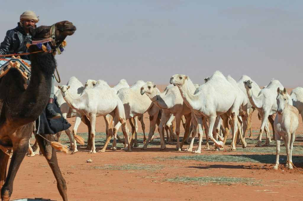 Camel milk production